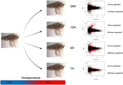 Low Transcriptomic Plasticity of Antarctic Giant Isopod Glyptonotus antarcticus Juveniles Exposed to Acute Thermal Stress